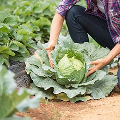 7 Ways To Support Farmers Who  Bring Fresh Food For Us