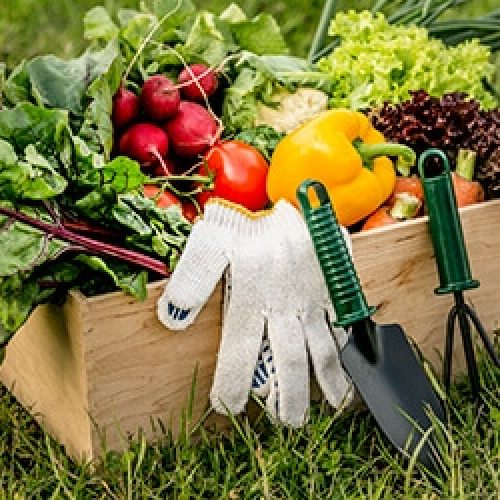 Supercharge Your Immune System  With Fresh Vegetables