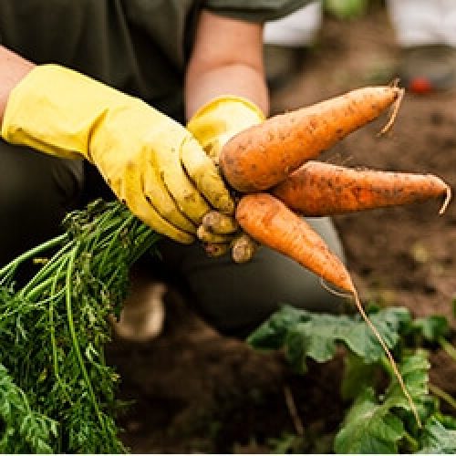 Going An Extra Mile For Organic  With Biodynamic Farming