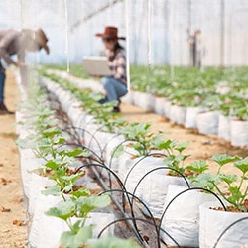 Things You Need To Know When  Starting Your Organic Farm
